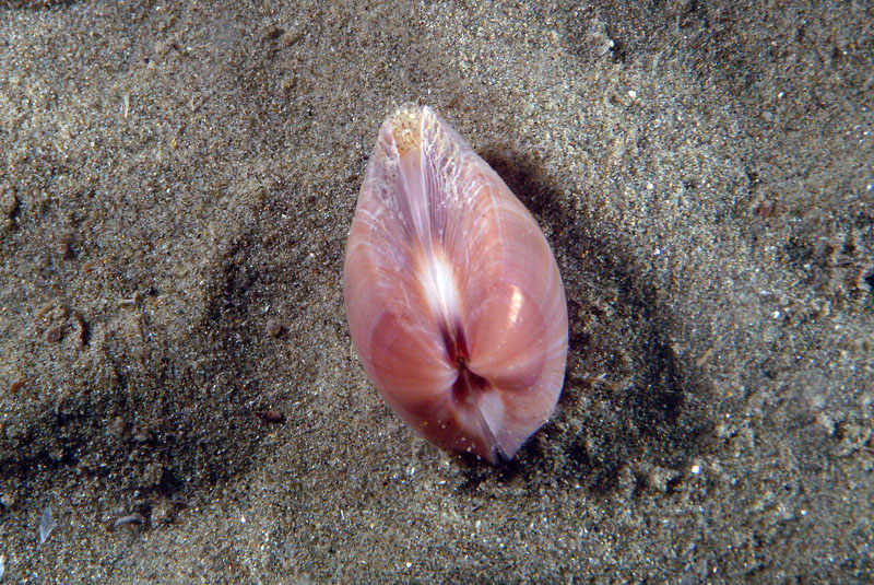 Mactra stultorum